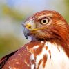 Red Tailed Hawk paint by numbers