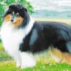 Rough Collie paint by numbers