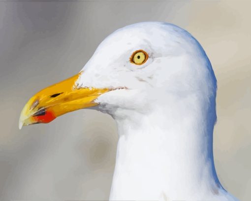 Seagull Bird Head paint by numbers