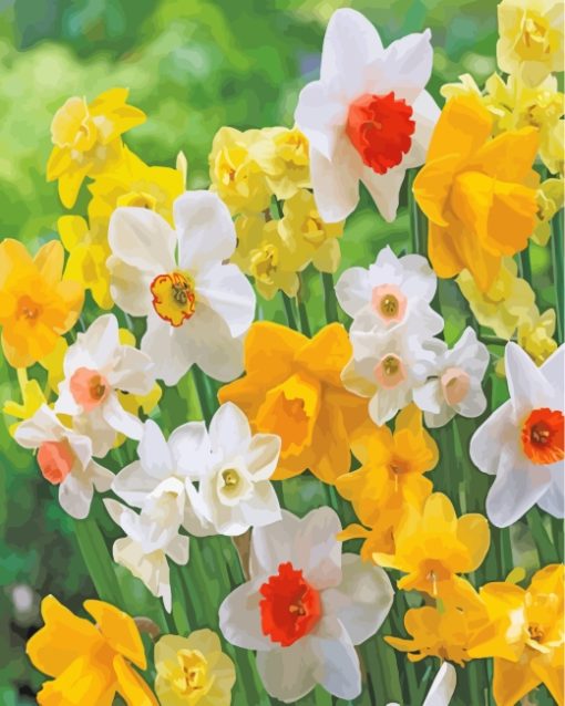 Spring Daffodil paint by numbers