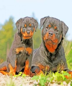 The Rottweiler Dogs paint by numbers