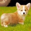 Welsh corgi dog paint by numbers