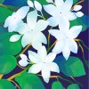 White Jasmin Flowers paint by numbers