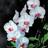 White Orchids Flowers paint by numbers