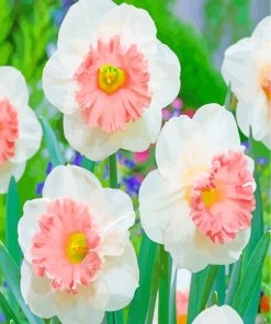 White Pink Daffodil paint by numbers