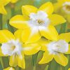 Yellow Daffodil paint by number