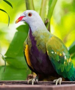 Aesthetic Columbidae Bird paint by numbers