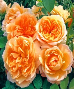 Aesthetic Floribunda Flowers paint by numbers