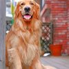 Aesthetic Golden Retriever Dog paint by number