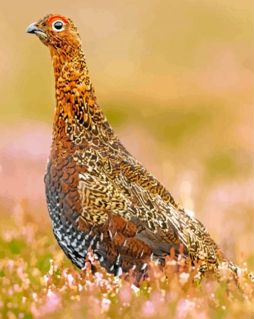 Ruffed grouse paint by numbers