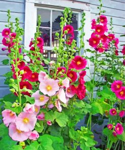 Aesthetic Hollyhocks Flowers paint by numbers