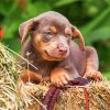 Cute Australian Kelpie paint by numbers