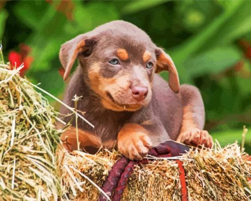 Cute Australian Kelpie paint by numbers