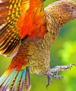 Animal Kea Bird paint by numbers