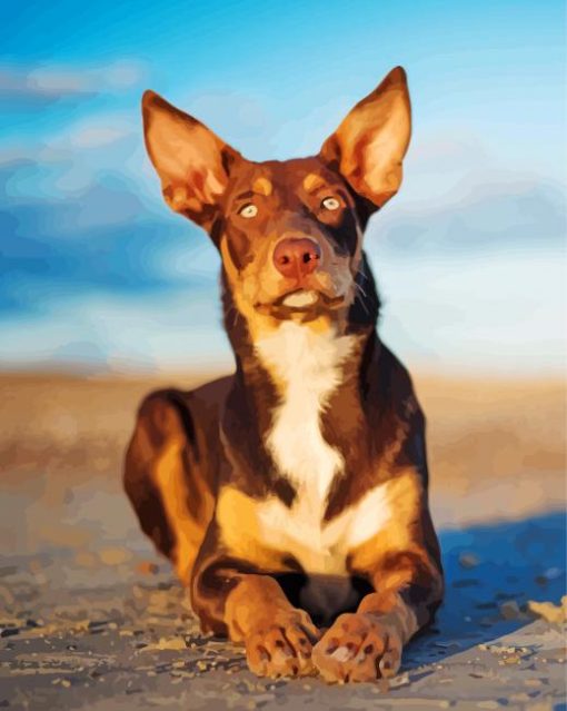 Australian Kelpie Dog Paint by numbers