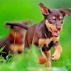 Australian Kelpie Puppypaint by numbers