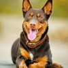 Black And Brown Kelpie Dog paint by numbers