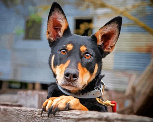 Black And Brown Kelpie paint by numbers