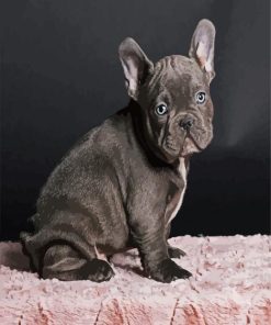 Black Frenchie Bulldog paint by number