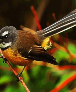 Brown Fantail Bird paint by number