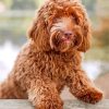 Brown Labradoodle paint by numbers