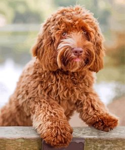 Brown Labradoodle paint by numbers