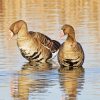 Canadian Gooses paint by numbers