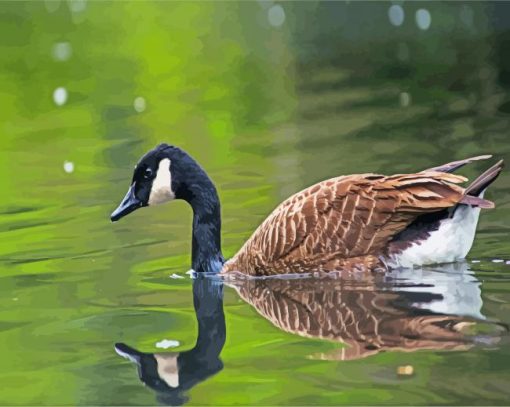 Canadian Goose In Water paint by numbers