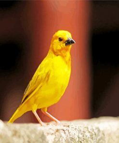 Canary Bird paint by numbers