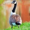 Canadian Goose Bird paint by numbers