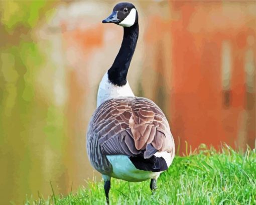 Canadian Goose Bird paint by numbers