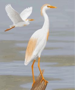 Cattle Egret Bird paint by numbers