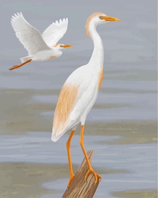 Cattle Egret Bird paint by numbers