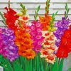 Colorful Gladiolus Flowers paint by number