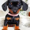 Cute Doxie Puppy paint by numbers