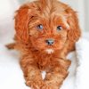 Cute Brown Goldendoodle paint by number