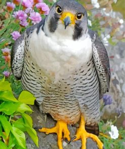 Cute Falcon Bird paint by number