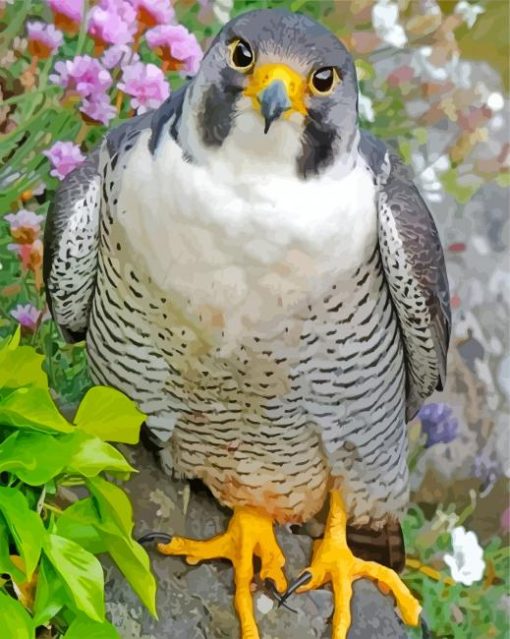 Cute Falcon Bird paint by number