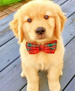 Cute Golden Retriever Puppy paint by number