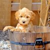 Cute Goldendoodle paint by number