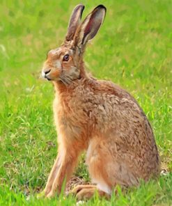 Cute Brown Male Hare paint by numbers