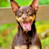 Cute Kelpie paint by numbers