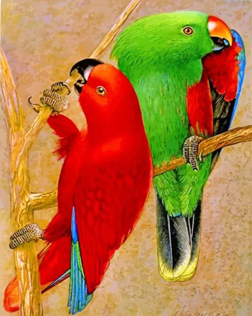 Eclectus Parrots Birds paint by number