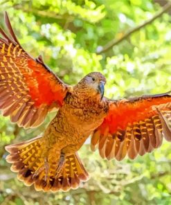 Flying Kea Bird paint by numbers