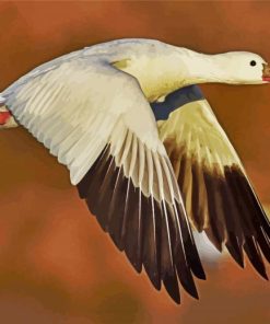 Fliying Snow Goose paint by numbers