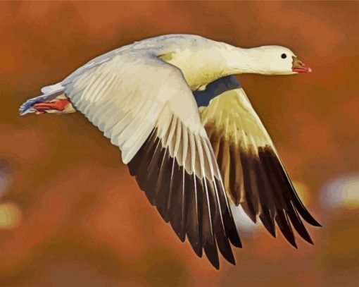 Fliying Snow Goose paint by numbers