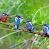 Four Kingfishers on Branch In Leeds paint by numbers