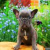 Frenchie Puppy paint by numbers