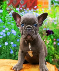 Frenchie Puppy paint by numbers