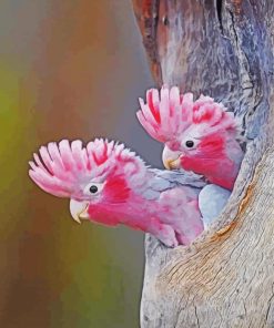 Gallah Birds paint by number